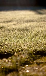 Preview wallpaper grass, lawn, morning, drops, dew