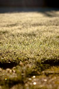 Preview wallpaper grass, lawn, morning, drops, dew