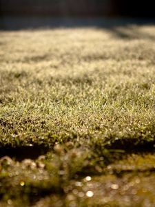 Preview wallpaper grass, lawn, morning, drops, dew