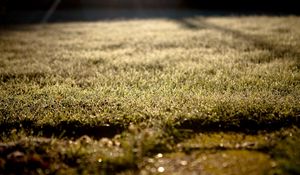 Preview wallpaper grass, lawn, morning, drops, dew