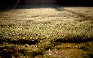 Preview wallpaper grass, lawn, morning, drops, dew