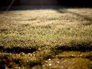 Preview wallpaper grass, lawn, morning, drops, dew