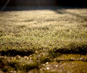 Preview wallpaper grass, lawn, morning, drops, dew