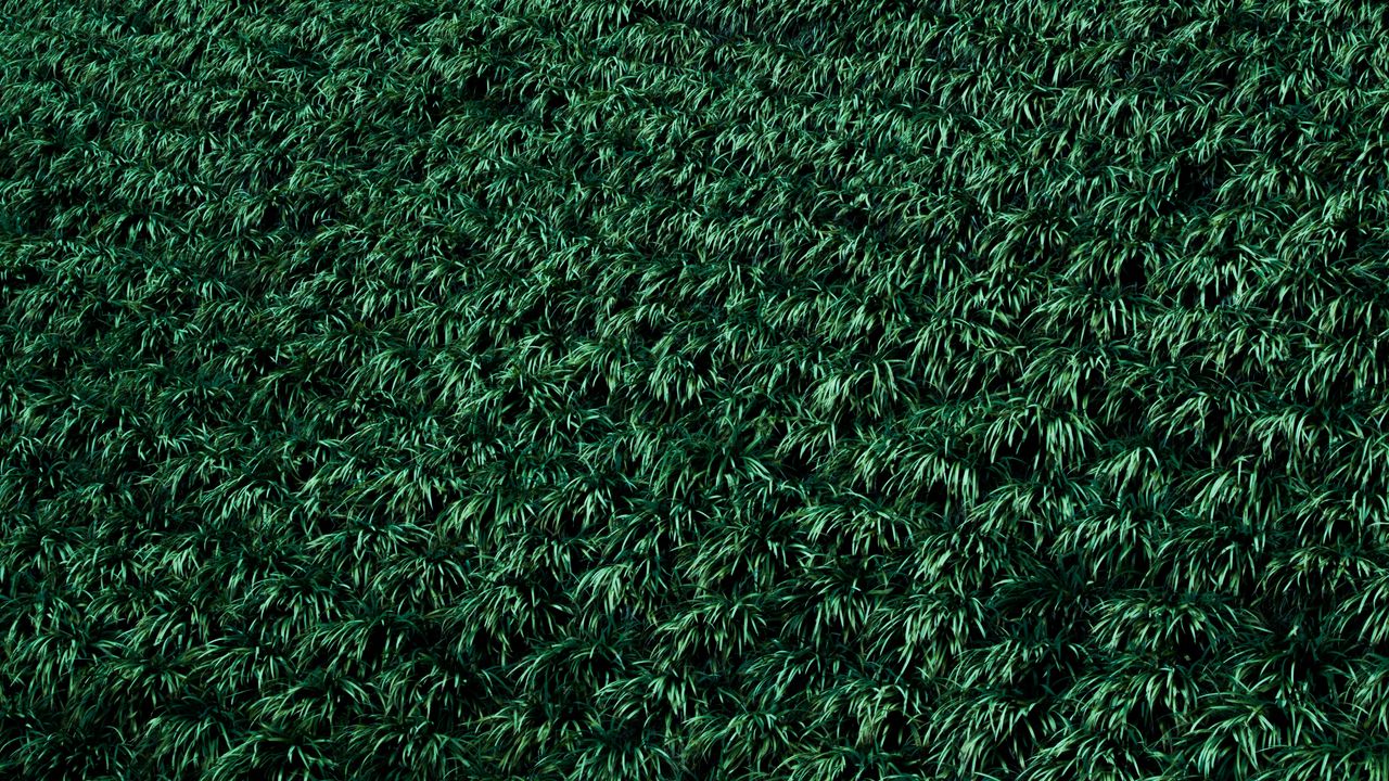 Wallpaper grass, lawn, plants