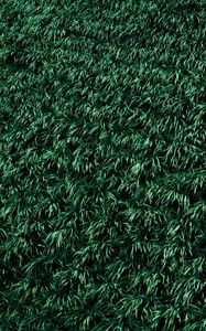 Preview wallpaper grass, lawn, plants