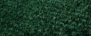 Preview wallpaper grass, lawn, plants