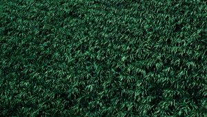 Preview wallpaper grass, lawn, plants
