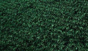 Preview wallpaper grass, lawn, plants