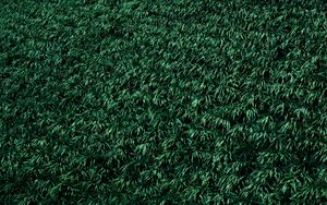 Preview wallpaper grass, lawn, plants