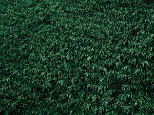 Preview wallpaper grass, lawn, plants