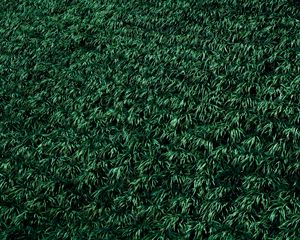 Preview wallpaper grass, lawn, plants