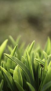 Preview wallpaper grass, lawn, plants, reflections