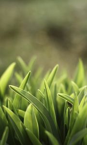 Preview wallpaper grass, lawn, plants, reflections