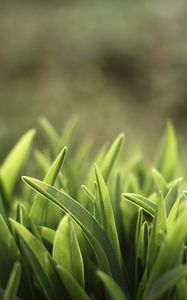 Preview wallpaper grass, lawn, plants, reflections