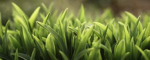 Preview wallpaper grass, lawn, plants, reflections