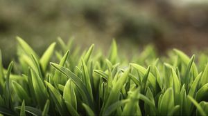 Preview wallpaper grass, lawn, plants, reflections