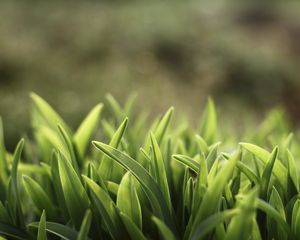 Preview wallpaper grass, lawn, plants, reflections