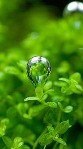 Preview wallpaper grass, leaf, drop, macro