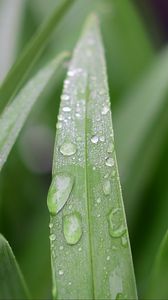 Preview wallpaper grass, leaf, drops, dew, macro