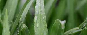 Preview wallpaper grass, leaf, drops, dew, macro