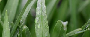 Preview wallpaper grass, leaf, drops, dew, macro