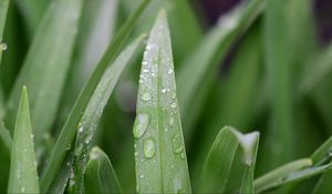 Preview wallpaper grass, leaf, drops, dew, macro