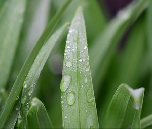 Preview wallpaper grass, leaf, drops, dew, macro