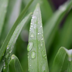 Preview wallpaper grass, leaf, drops, dew, macro