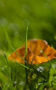 Preview wallpaper grass, leaf, dry, drops, dew, macro