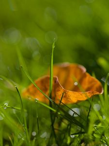 Preview wallpaper grass, leaf, dry, drops, dew, macro