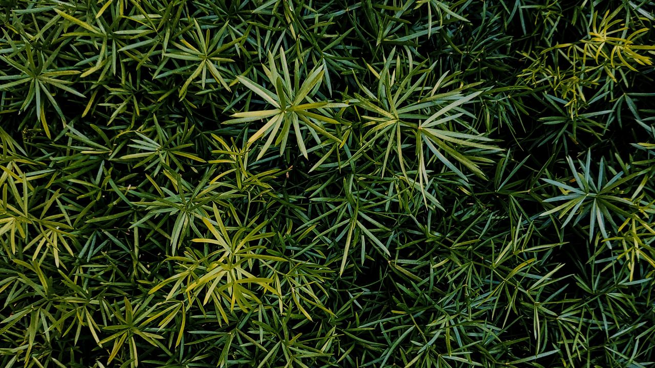 Wallpaper grass, leaves, aerial view, green