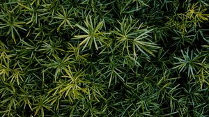 Preview wallpaper grass, leaves, aerial view, green