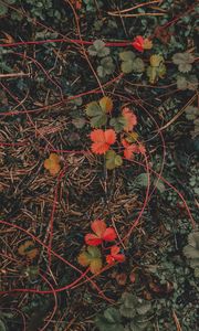 Preview wallpaper grass, leaves, autumn, forest