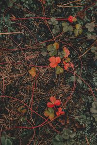 Preview wallpaper grass, leaves, autumn, forest