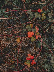 Preview wallpaper grass, leaves, autumn, forest