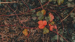 Preview wallpaper grass, leaves, autumn, forest