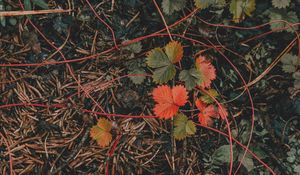 Preview wallpaper grass, leaves, autumn, forest