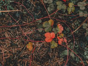 Preview wallpaper grass, leaves, autumn, forest