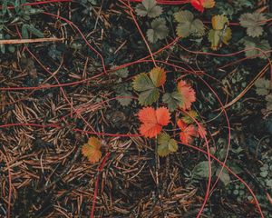 Preview wallpaper grass, leaves, autumn, forest