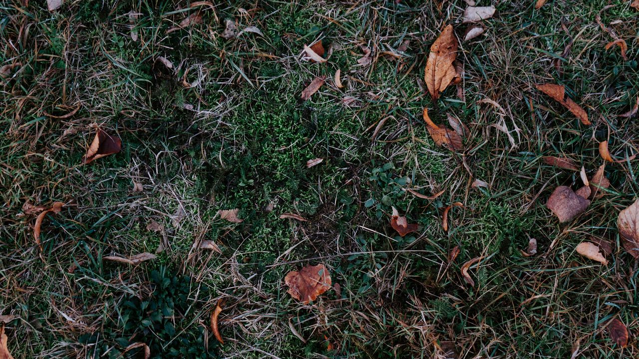 Wallpaper grass, leaves, autumn, fallen, foliage