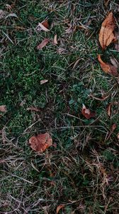 Preview wallpaper grass, leaves, autumn, fallen, foliage