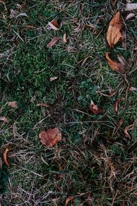 Preview wallpaper grass, leaves, autumn, fallen, foliage