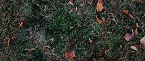 Preview wallpaper grass, leaves, autumn, fallen, foliage