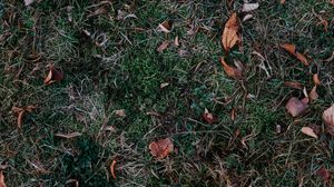 Preview wallpaper grass, leaves, autumn, fallen, foliage