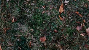 Preview wallpaper grass, leaves, autumn, fallen, foliage