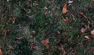 Preview wallpaper grass, leaves, autumn, fallen, foliage