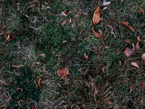 Preview wallpaper grass, leaves, autumn, fallen, foliage