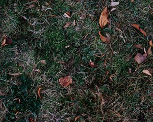 Preview wallpaper grass, leaves, autumn, fallen, foliage