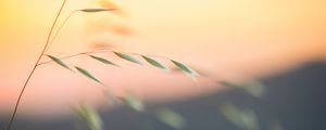 Preview wallpaper grass, leaves, blur, macro