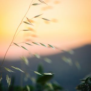 Preview wallpaper grass, leaves, blur, macro